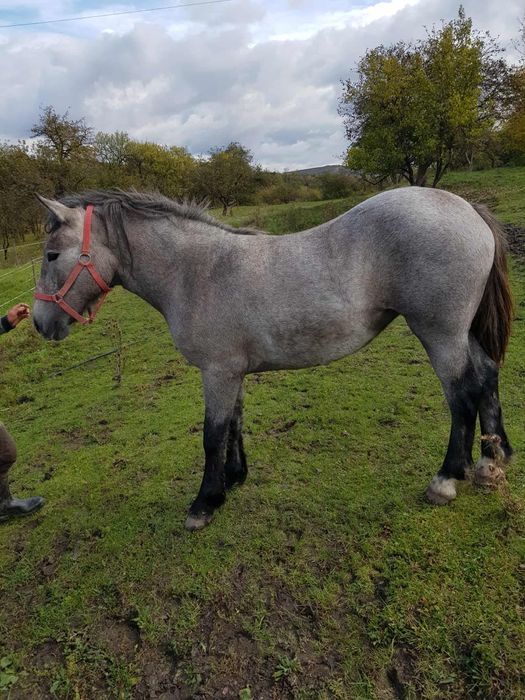 Mânză sură de vânzare