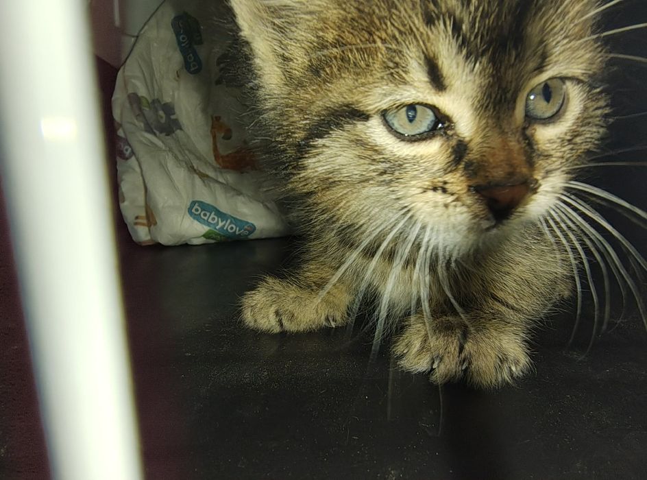 Спасяването беше почти невъзможно, сега търси дом