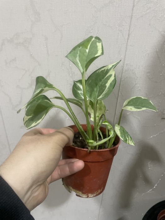 Эпипремнун энжой