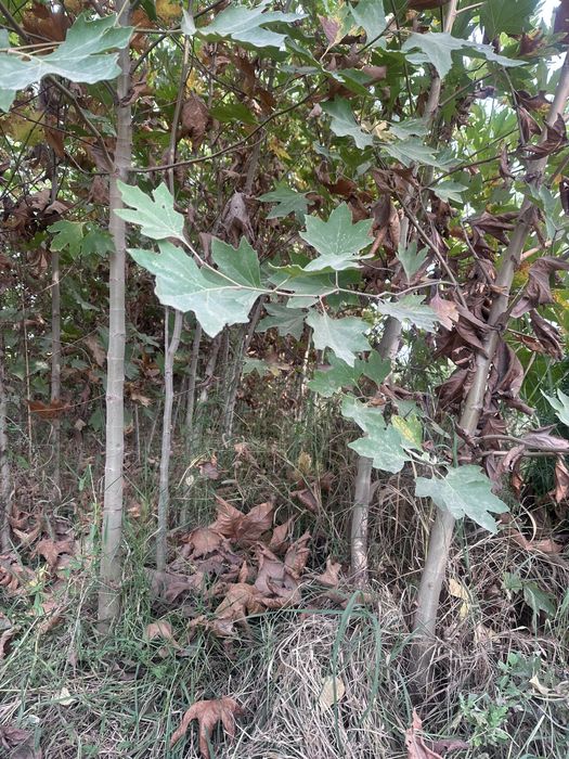 Чинор бор Chinor sotiladi