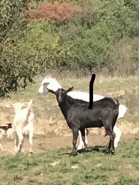 Vand  dau si la schimb patu capre si un tat  is gestante