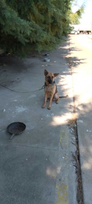 Продавам немска овчарка