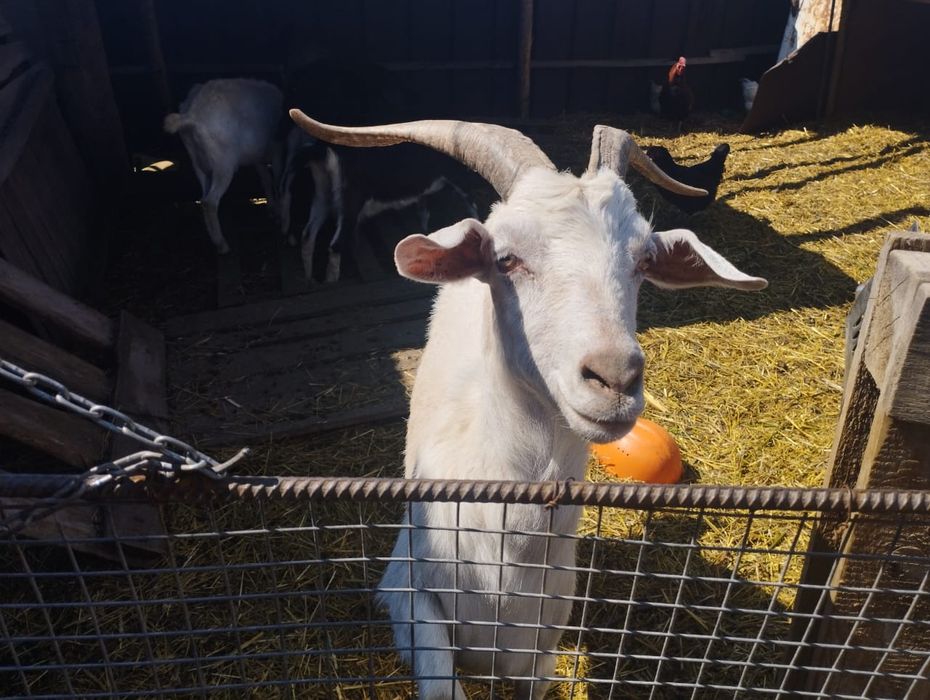 Продам дойных коз.