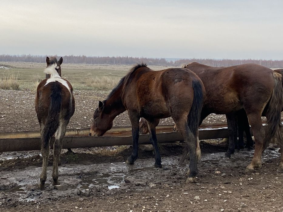 Продам байталку на соғым