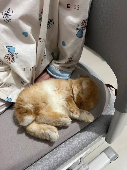 O'smaydigan quyonchalar