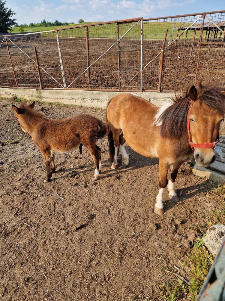 Pui de ponei mascul