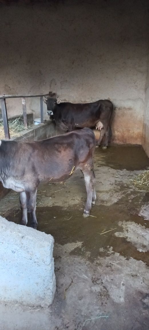 Ona bola sigir sotiladi
