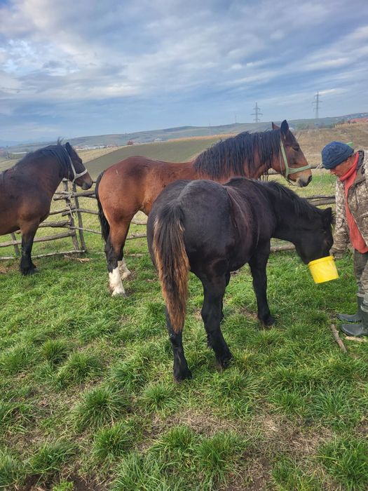 Vand 2 manze si un manz !