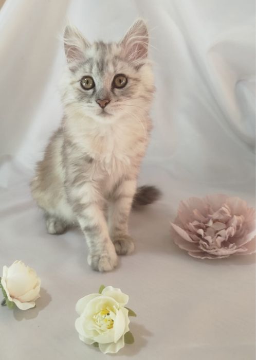 Котенок в добрые руки