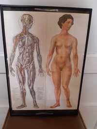 Tablou cu doua fete, anatomia corpului uman, inaltime 49cm