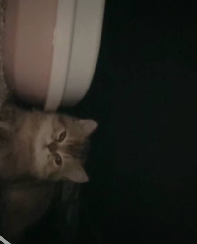 Котенок продается котенок шиншиллы