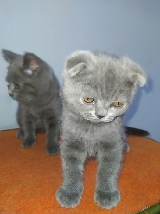 Продаются котята