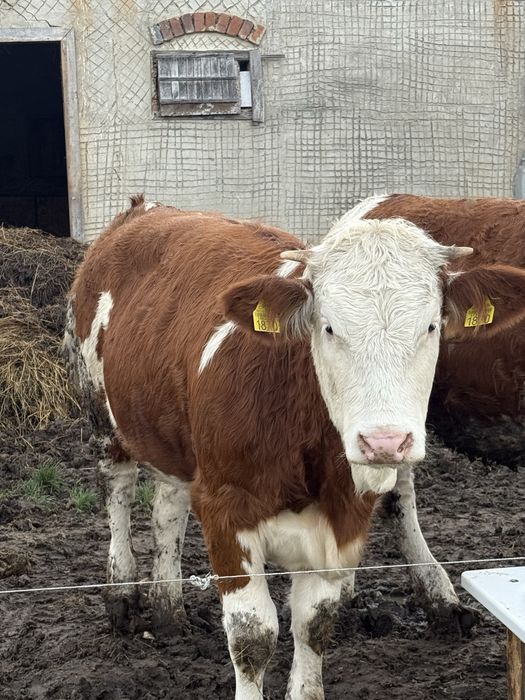 Vand 3 vitele si un vitel !