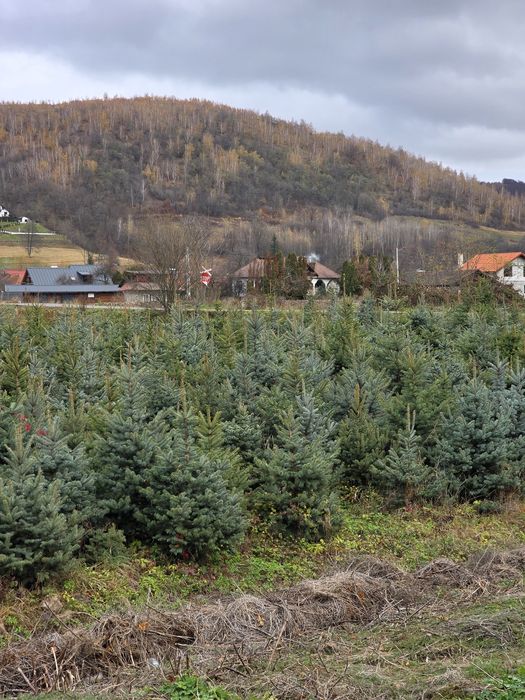 Brazi Argintii si Verzi