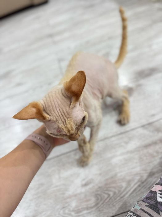 Девон рекс   13 лет , в дом гле нет кошек . Мальчик