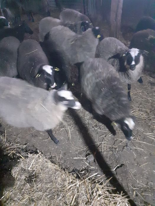 Miele romanov de vânzare