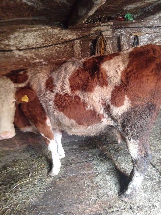 Vindem vaca de șase ani