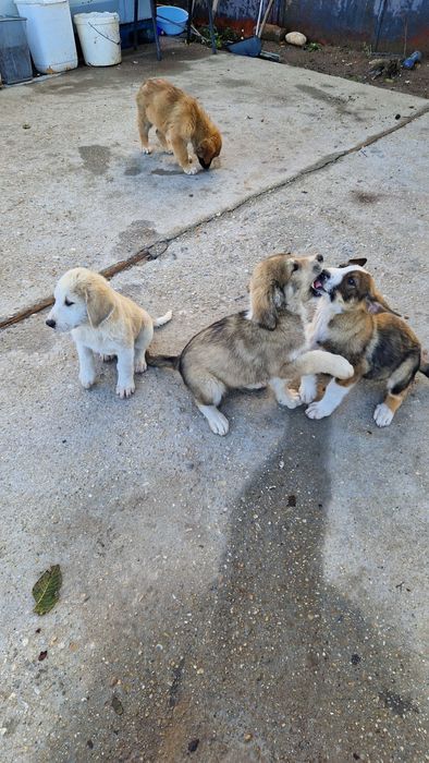 Câini spre adopție zona soseaua de centura Autobon, Greenkraft