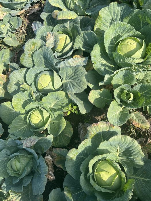 Varza de Buzau ideala pentru murat