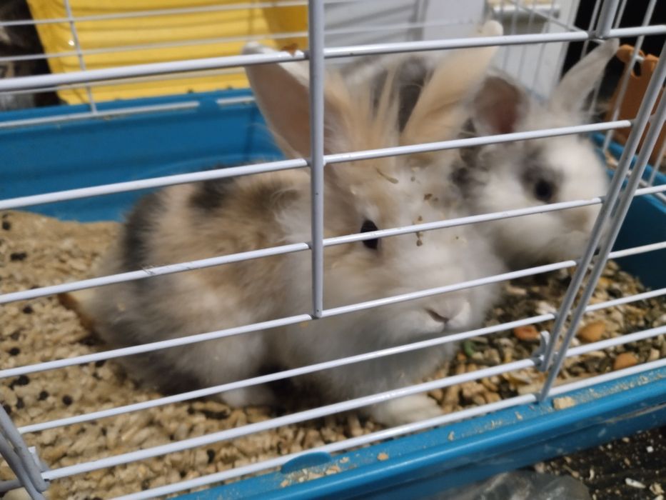 Vând iepuri pitici 4/5 luni cu cușcă  Urgent!!