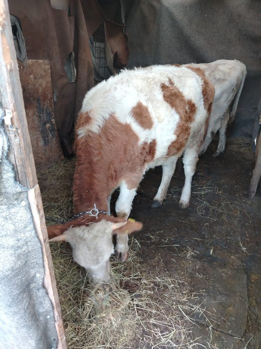 Vând vițel și vițea.