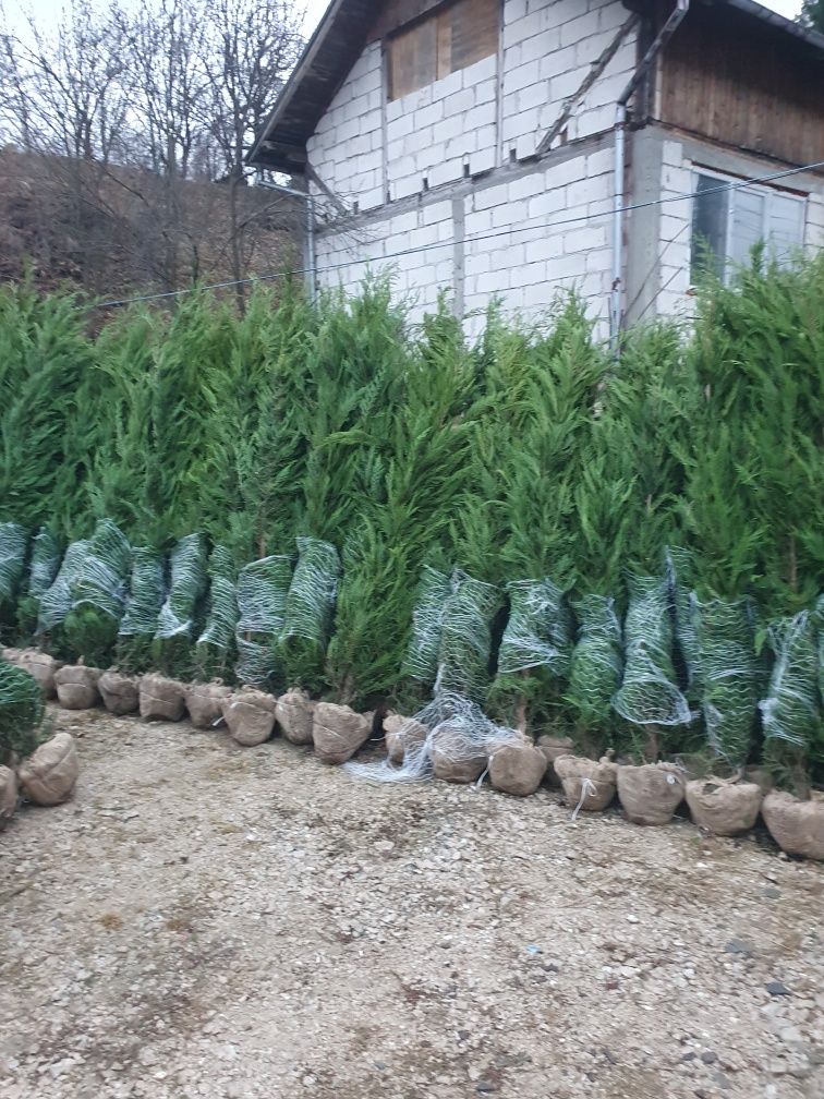 Leylandii chiparos