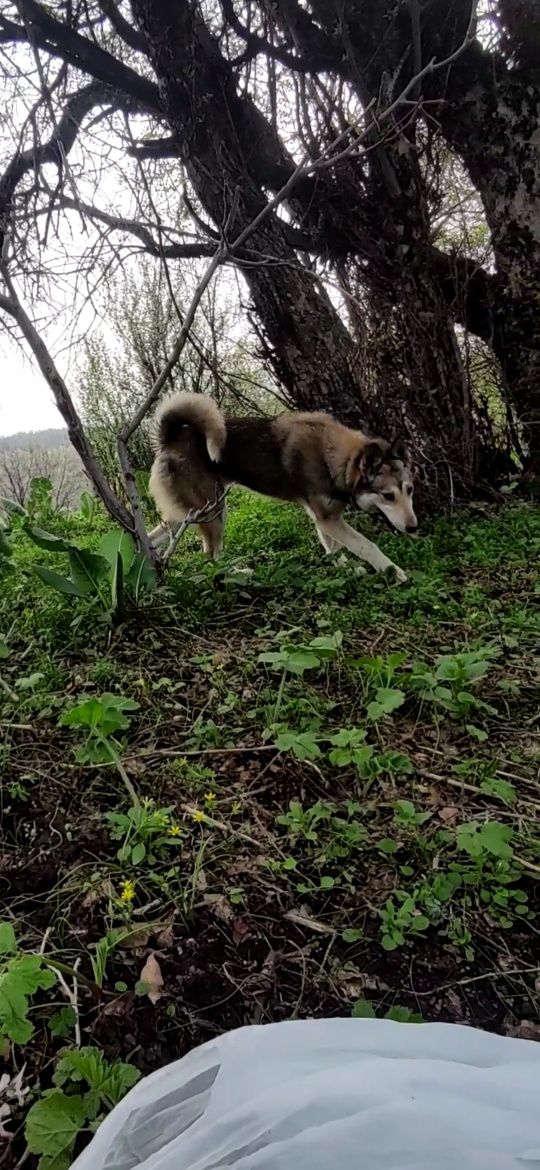 Продаю лайку  годовалую