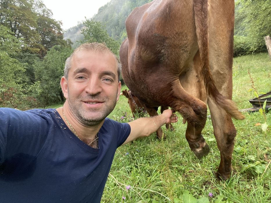 Vand vaca baltata romaneasca are trei fatari