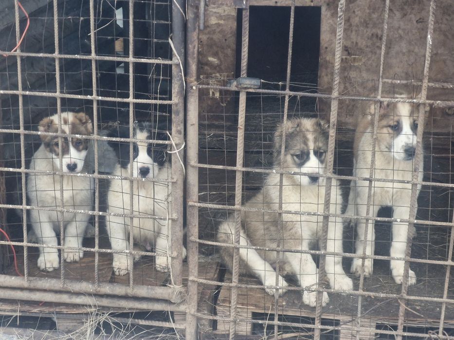 Щенки алабая девочки 3 месяца.