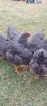 Oua de incubat/ Brahma/conchinchina / plymouth