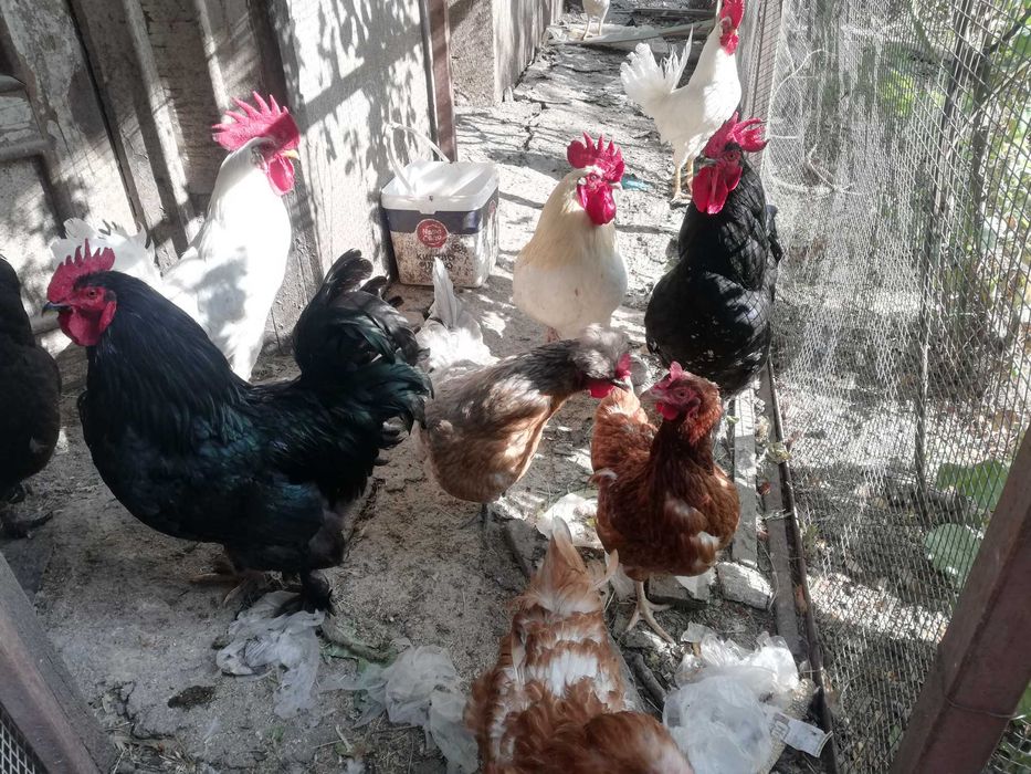 Петли за разплод