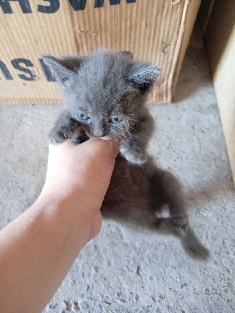 Zoti shatlanskiy, akot. Foldkoshka  tusi tigrovi