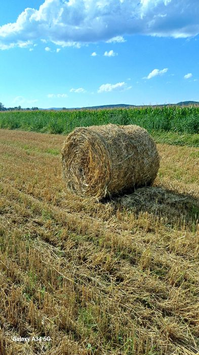 Vand baloti de paie de grau.