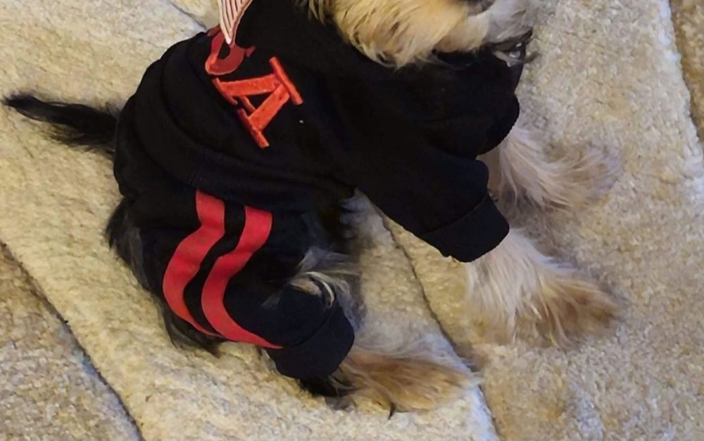 Trening cățel pisica masura XS pui TOY size