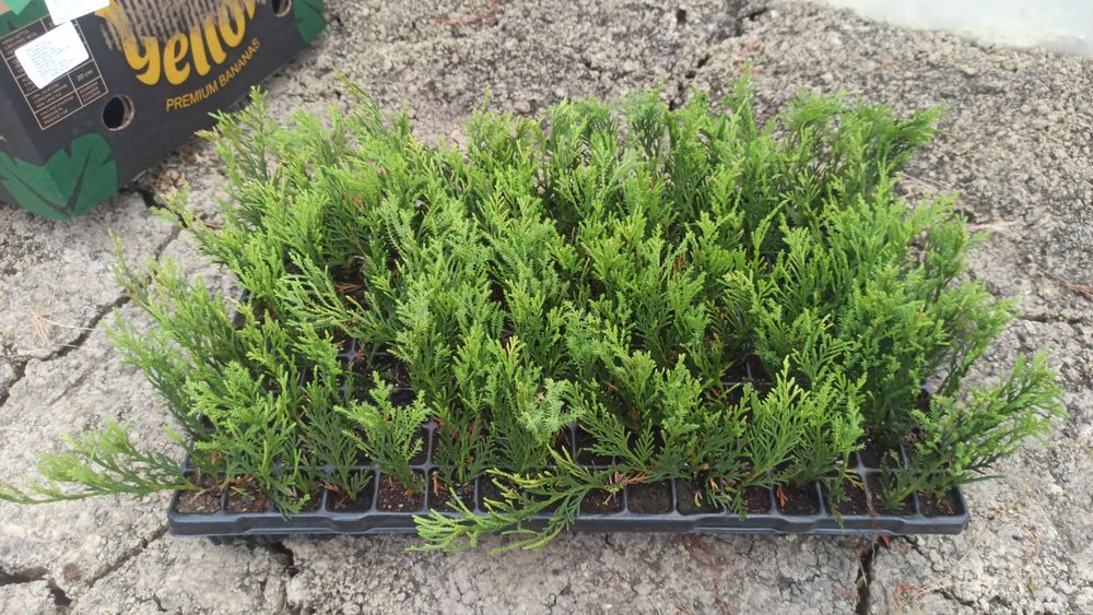 Leylandii chiparos