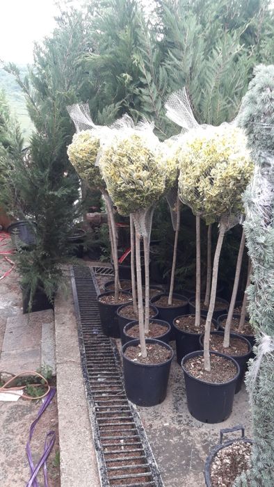 Pentru o gradina de vis nu ezitați sa ne contactați