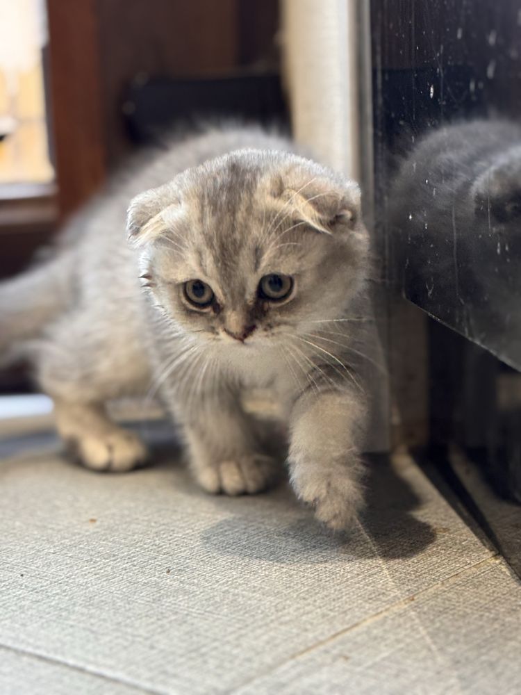 Продаются котёнки Фолд и страйт,