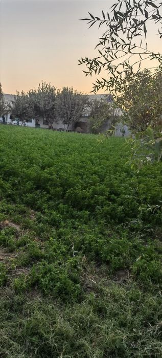 Qumqo'rg'on tumanida Qorsoqli mfuda