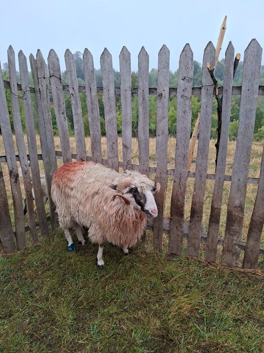 Vand 4 oi țurcane și un berbec