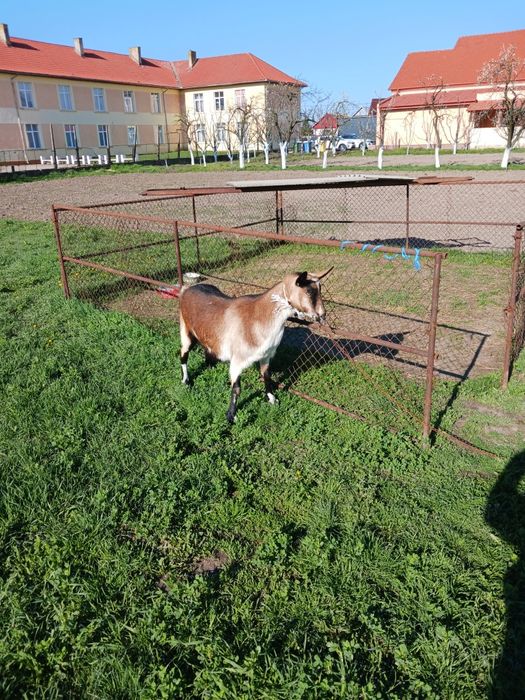 Capre de vanzare