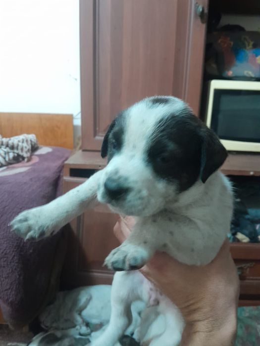 Щенки питбуль чис