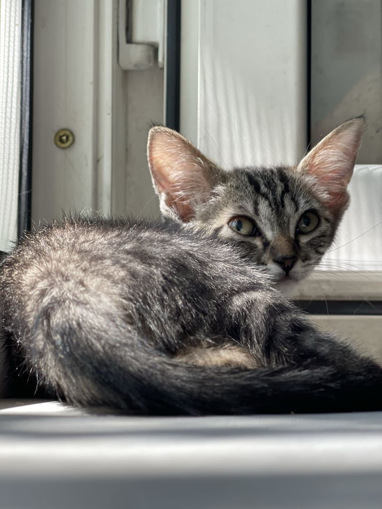 Раздаю котят и кошку