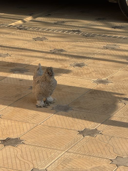 yapon tovuqlari sotiladi