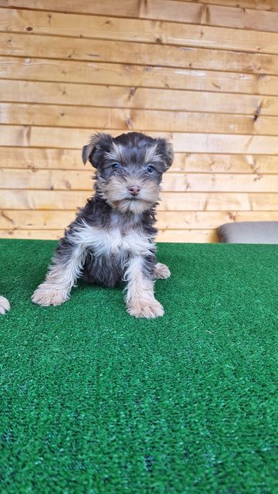 Йоркширски териер