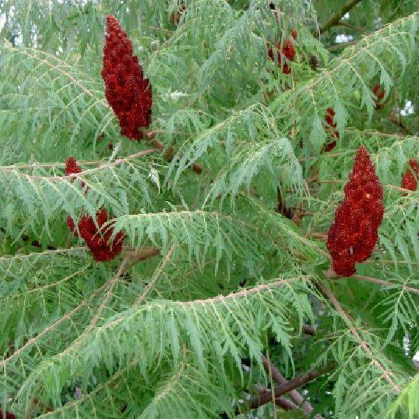 vand butasi ornamentali