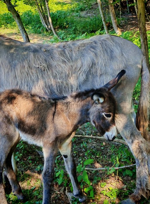 Lapte de măgăriță