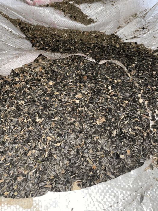 Vand floarea soarelui recolta 2025