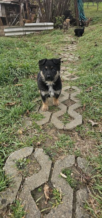 Donez 7 puiuți de căței. Căței se pot lua Gratis