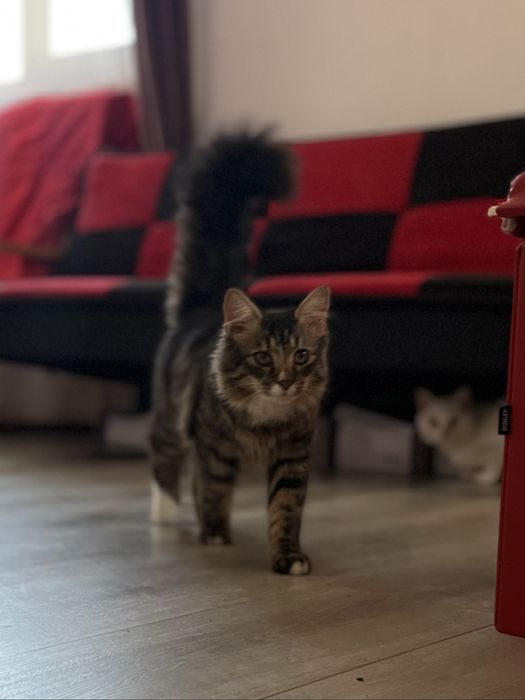 Млад мъжки котарак тип Мейн Куун – социален и любвеобилен