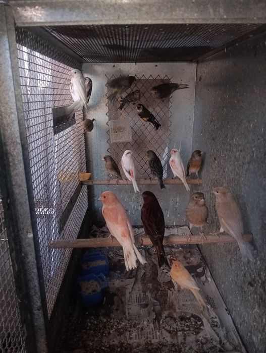 Канарчета таз годишни